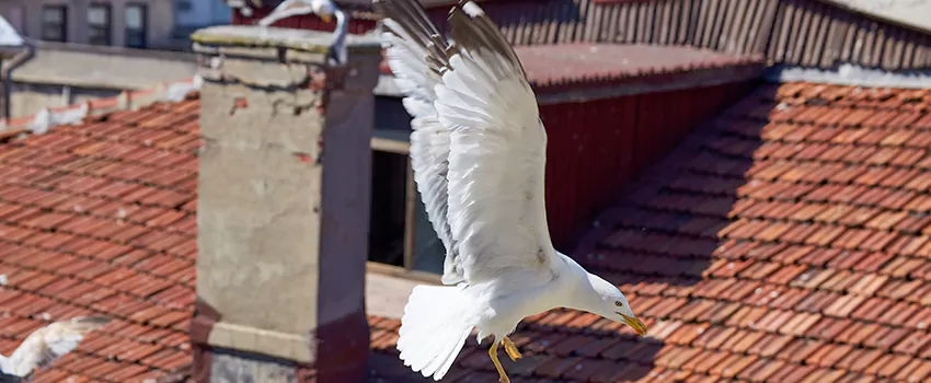 Residential Chimney Animal Removal Solution in Princeton, FL